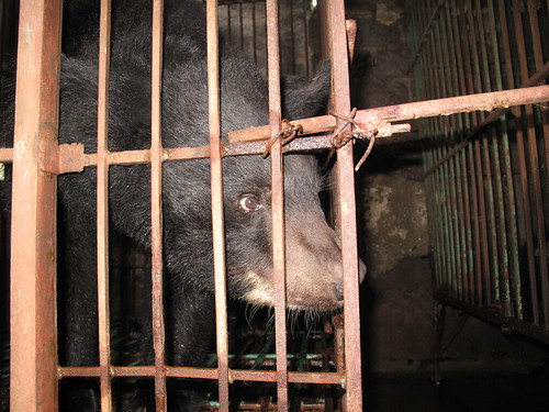 Moon bear Cinta in cage on Ty bear bile farm