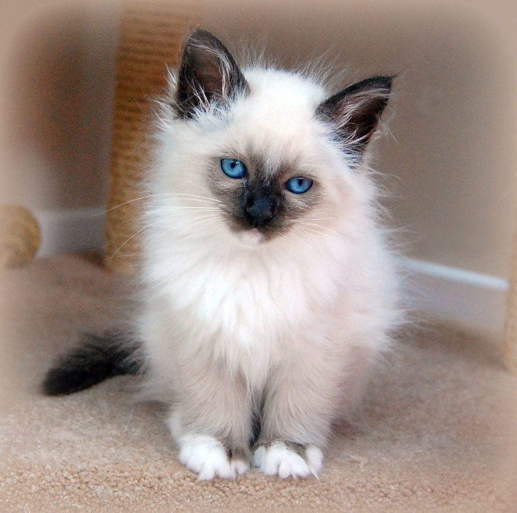 Birman Kitten | Birman Rescue & Welfare Centre www.birmanres… | Flickr