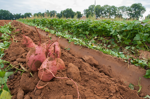 The sweet potatoes harvest at Kirby Farms in Mechanicsville, VA