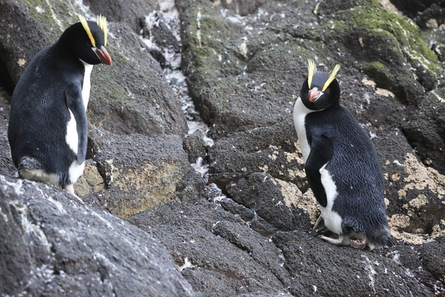 Adult Erect Crested Penguins Coastal Volcanic Rock Platform Antipodes Island Remote New Zealand