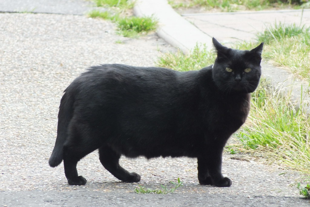 Black Fat Cats 112