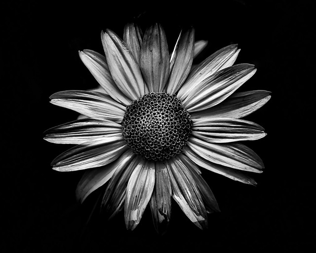 Backyard Flowers In Black And White 18
