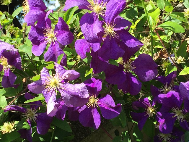 filoli, 054 violet flowers