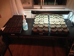 my indoor tomato plant seed starter setup