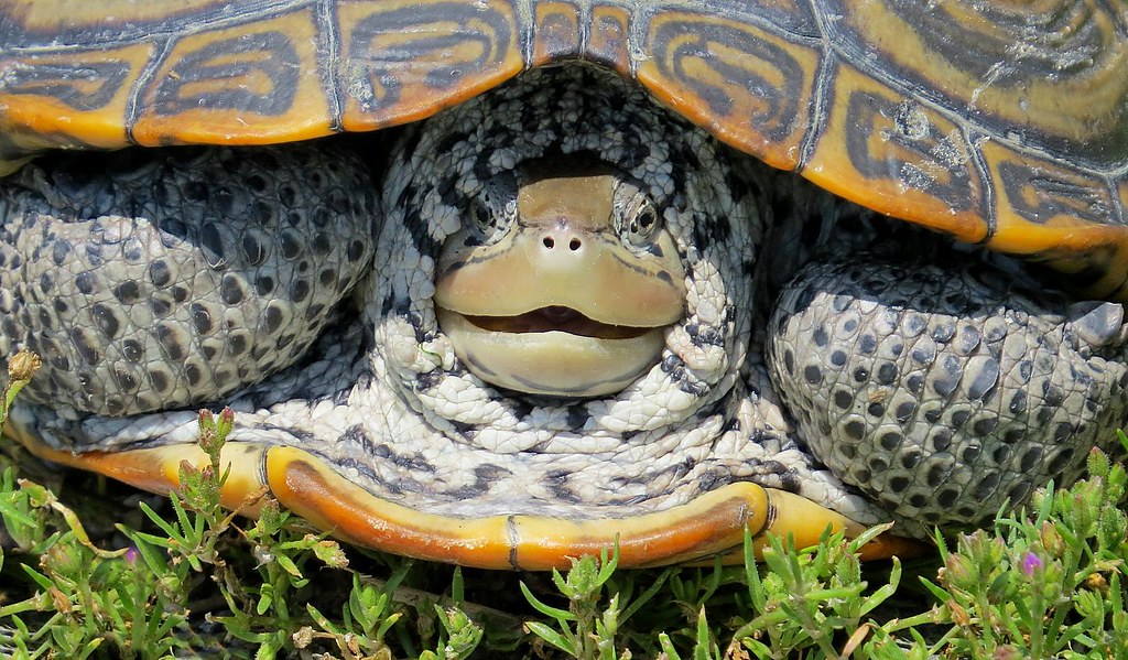 A Smiling Turtle | Oceanside, NY - June 11, 2013 | Jay Koolpix | Flickr