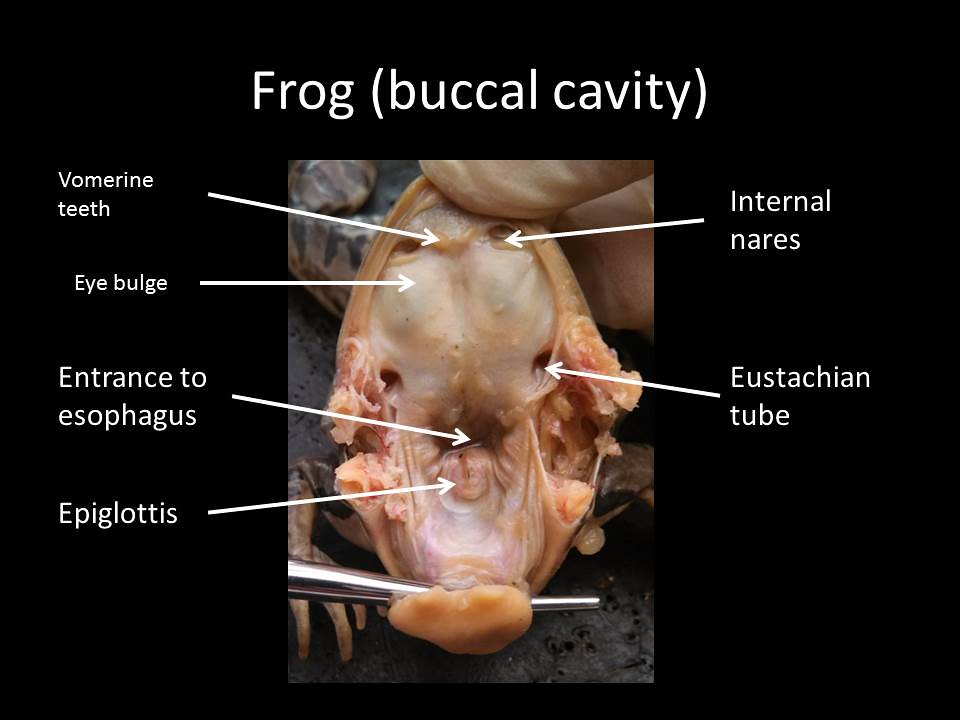 Frog buccal cavity | Although they can't generally been seen… | Flickr