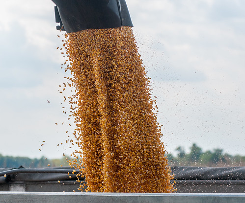 Corn being transferred from corn harvester to trailer