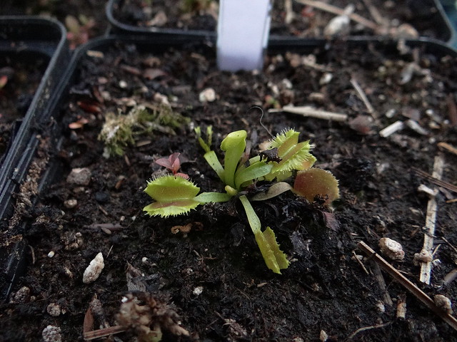 Dionaea muscipula 'Space'