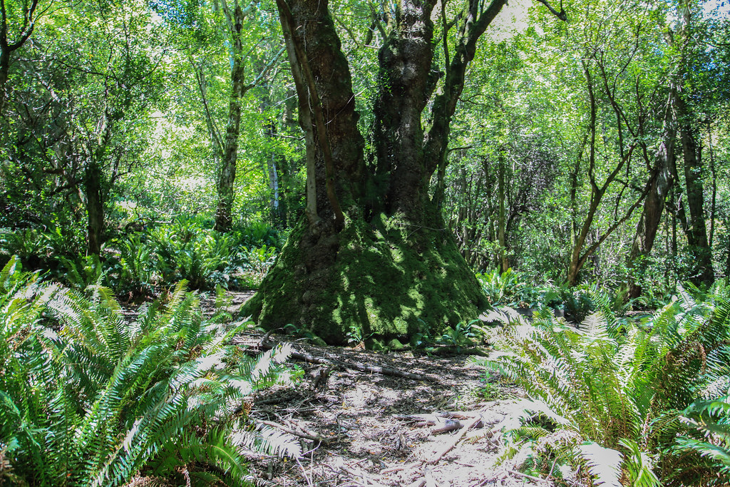 Oregons Largest Known Myrtle Tree Myrtlewood Tree Trail Flickr