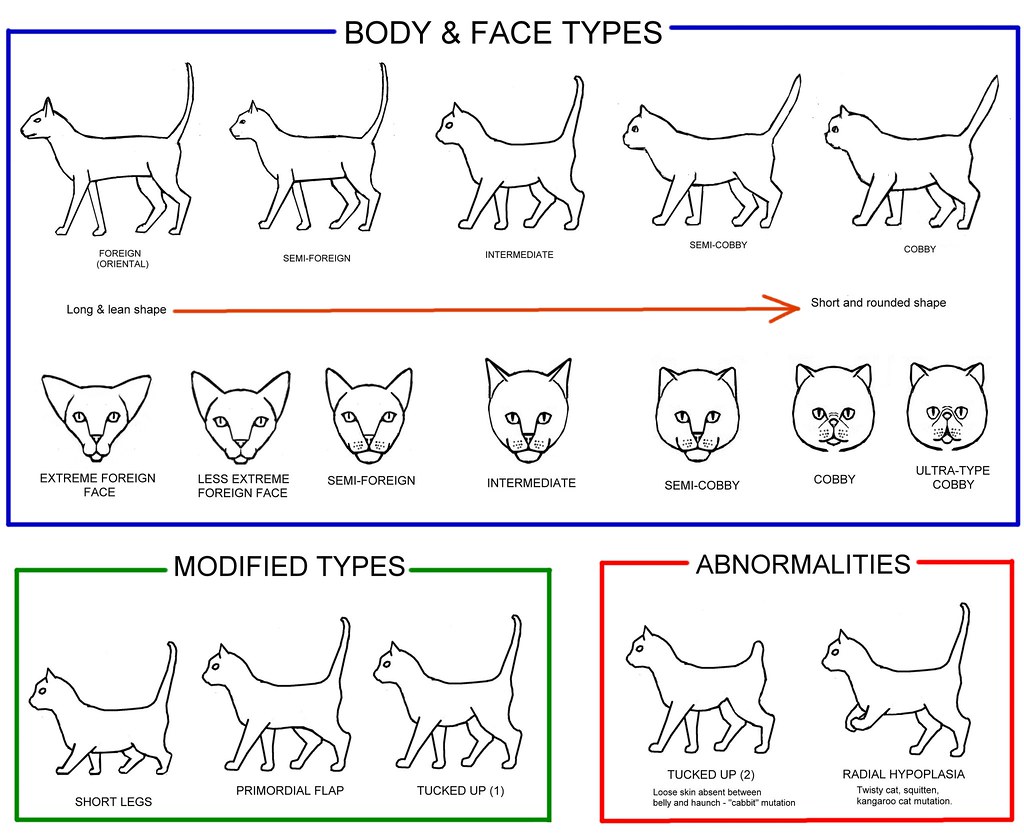 Cat Body & Face Conformation Body types and face types
