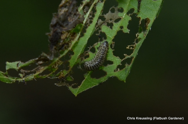 Pyrrhalta viburni, Viburnum leaf beetle, on Viburnum dentatum, arrowwood, Prospect Park, Brooklyn, May 2014