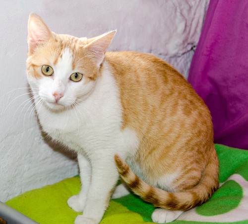 Víctor, gatito blanco y naranja muy dulce esterilizado, nacido en Agosto´16, en adopción. Valencia. ADOPTADO. 32229005834_27742f7707