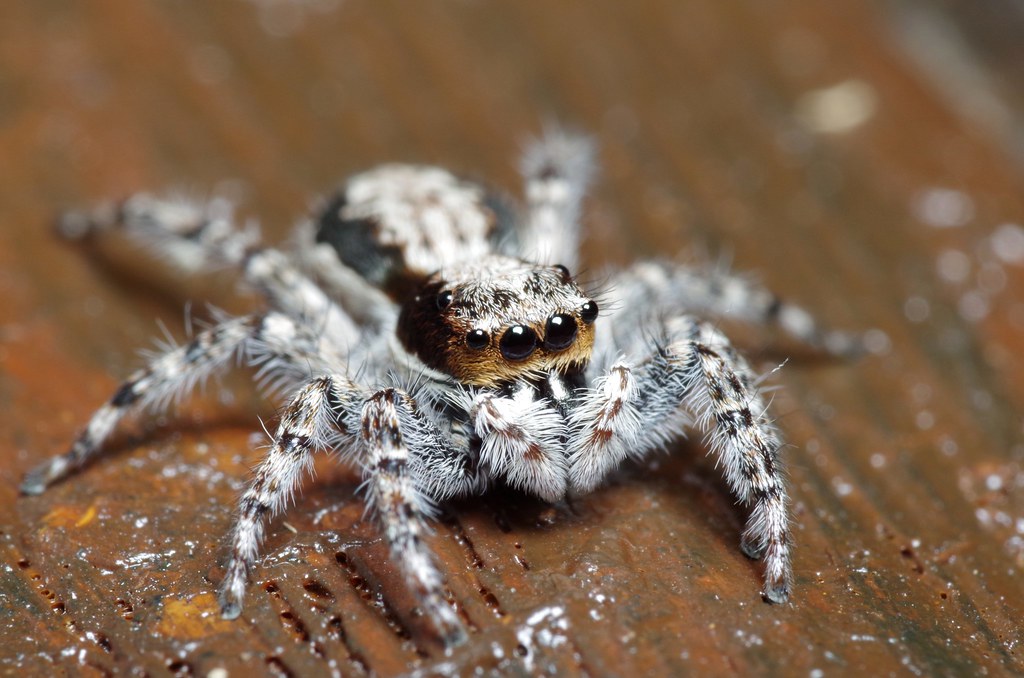 Large Mexican Jumper #5 | A beautiful, large jumping ...