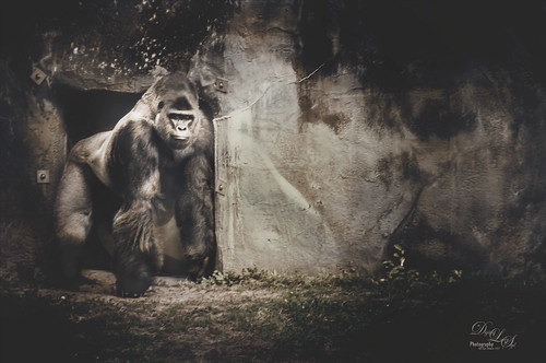 Western Lowland Gorilla image taken at the Jacksonville Zoo