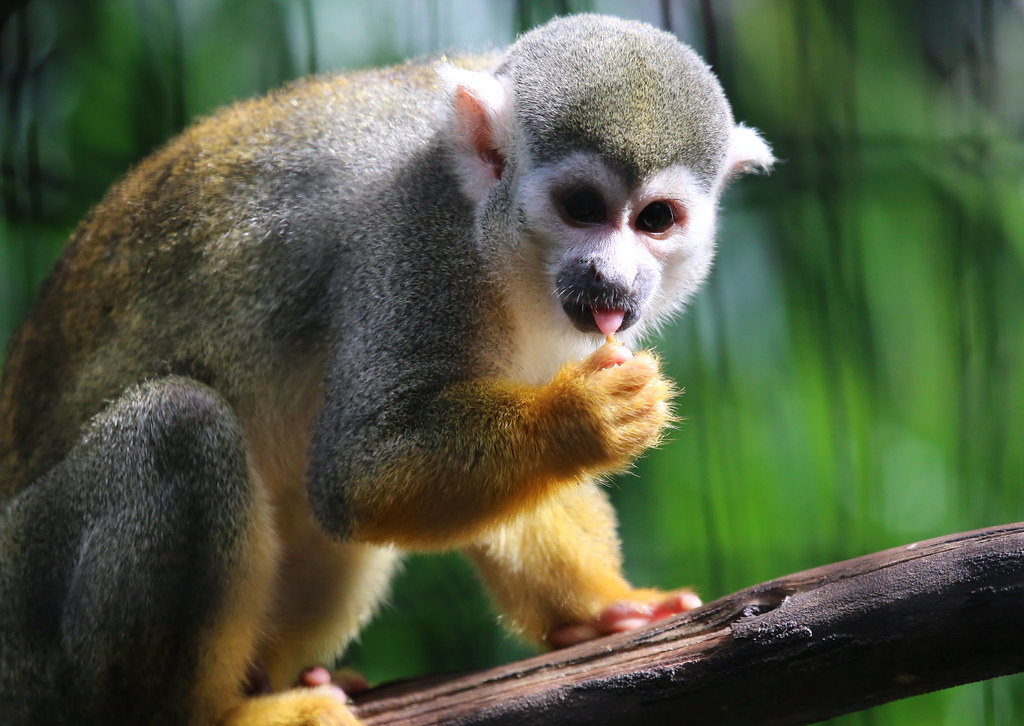 wild republic squirrel monkey