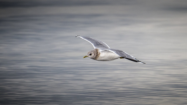 Mew Gull