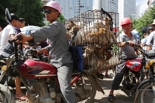 Dogs jumbled in cages are on the way to the market, Yulin 2015