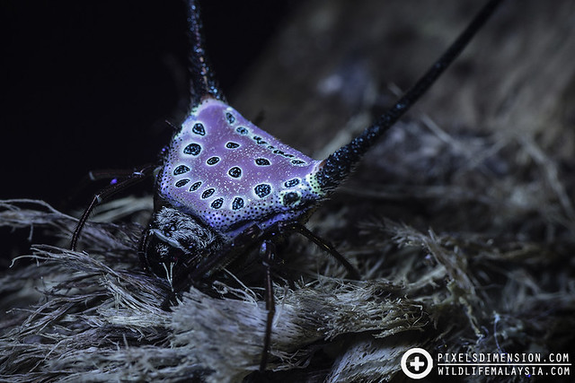 Curved Long-Spined Spider under UV- Macracantha arcuata ♀