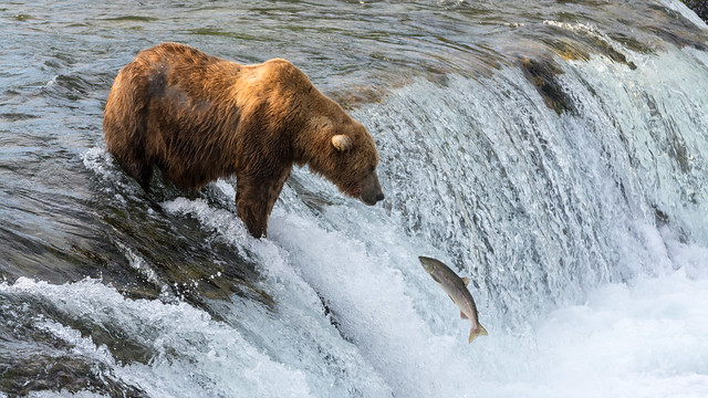 Brown Bear fishing Salmon
