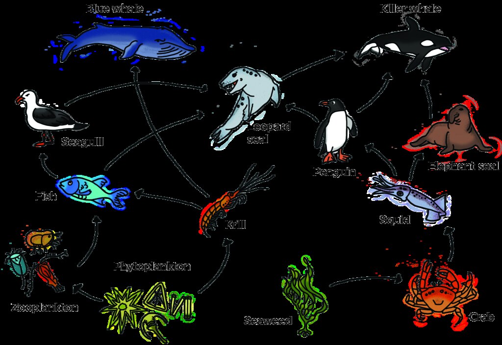Marine food web  Illustration used in Gr 7-9 Natural 