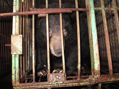 Moon bear Shanti in cage on Ty bear bile farm