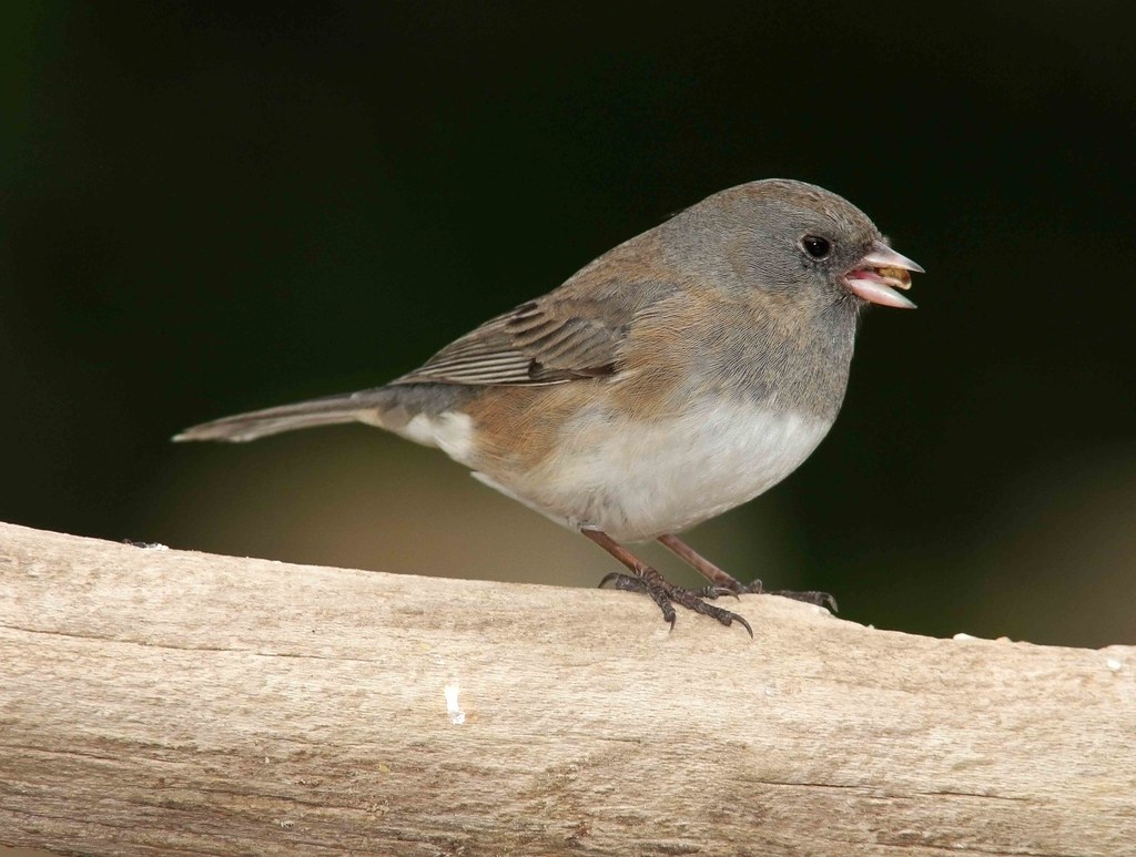 Dark-eyed Junco, female | Perhaps the birds can sense anothe… | Flickr