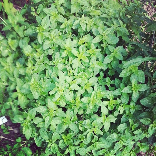 #Oregano. Can't help but love it. It comes back every year lusher than the last.