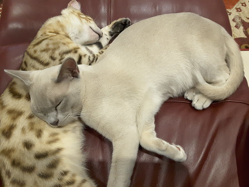 our boys, doing what they do best (apart from wreaking havoc and creating mayhem!) ...sleeping...