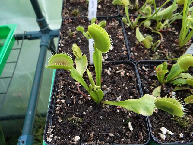 Dionaea muscipula 'Dents stress'