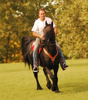 Bob Bilger, Horse Training with Bilger