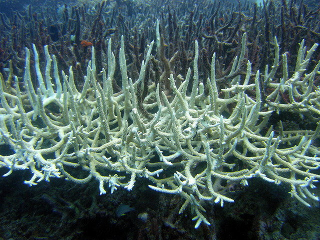 珊瑚白化。圖片來源：mattk1979。（CC BY-SA 2.0）