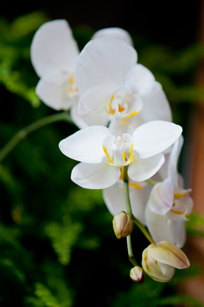 原生蝴蝶蘭,蘭花,台灣阿嬤,大武阿媽 | ACHENG KAO | Flickr
