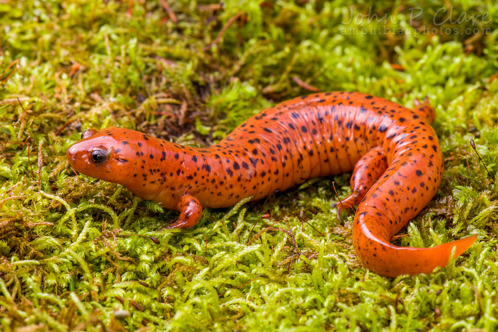 Midland Mud Salamander (Pseudotriton montanus diastictus ...