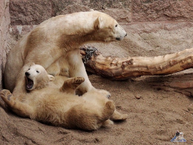 Eisbär Fiete im Zoo Rostock 14.06.2015  78