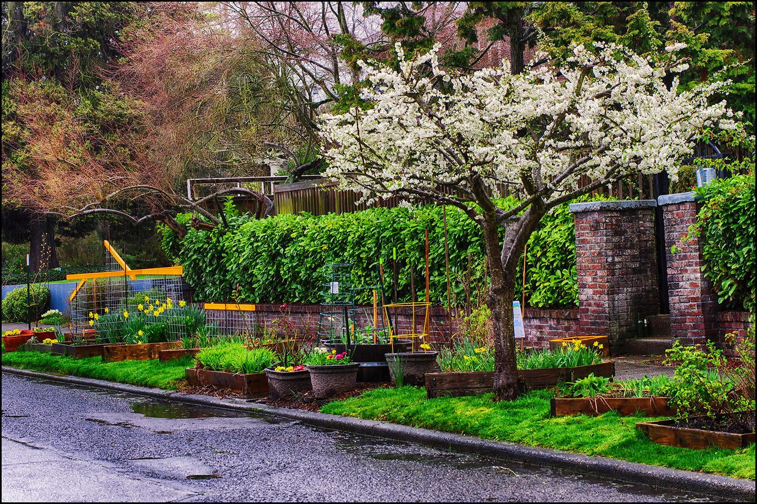 Sidewalk Garden