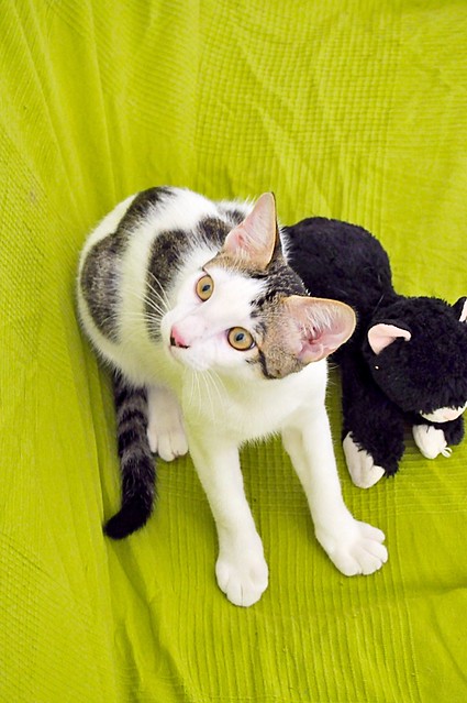 Abel, gatito blanco y pardo cariñoso y activo esterilizado, nacido en Marzo´15, en adopción. Valencia. ADOPTADO. 20350133225_286dd52171_z