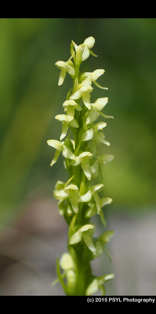Bog orchid (Platanthera aquilonis)