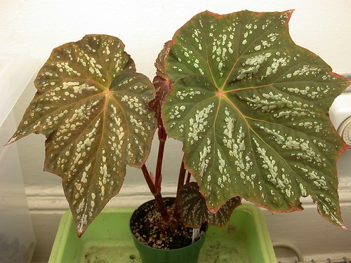 Begonia hybrid