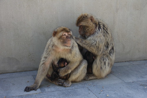 Les singes à Gibraltar