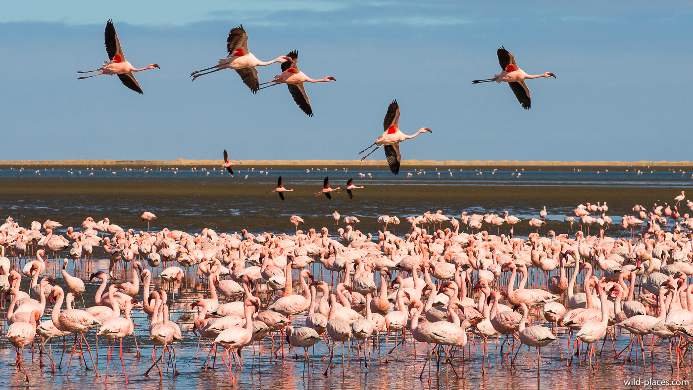 Wildlife In Namibia Fm Forums