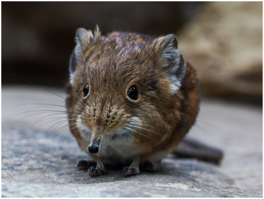 Meet the round-eared elephant shrew | What a name and the Ge… | Flickr