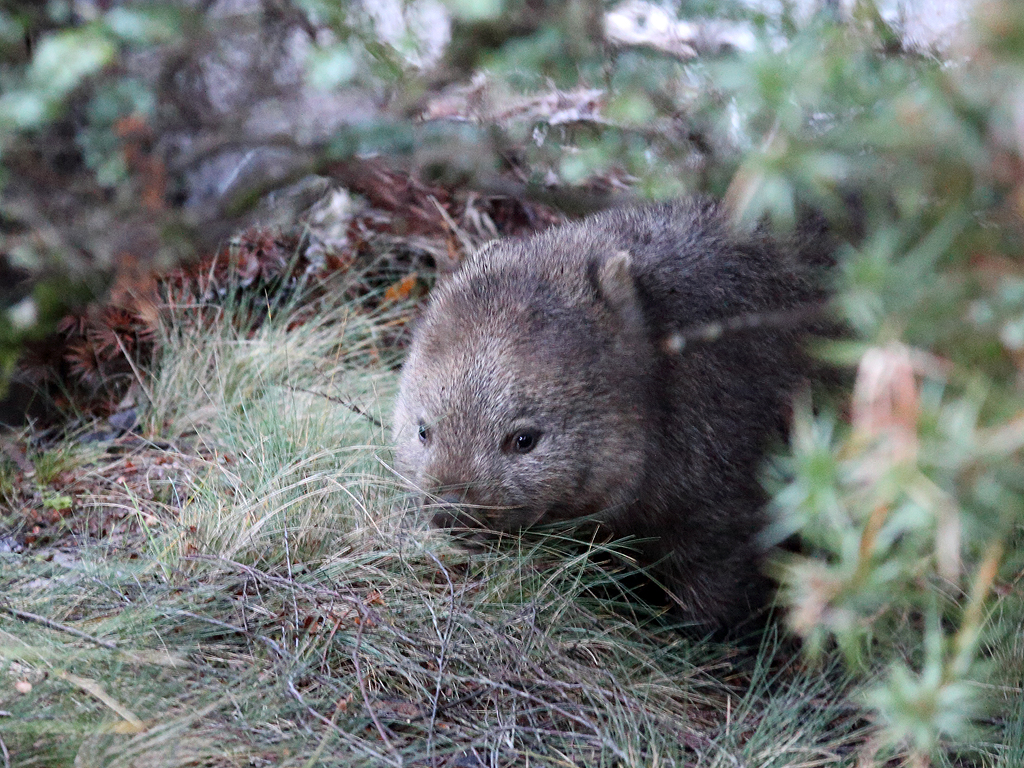 Wombat | This wombat was in the car park, just in front of w… | Flickr