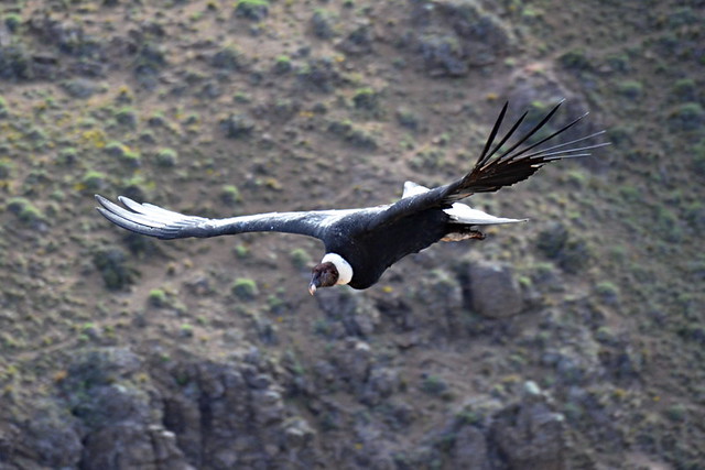 Condor in flight, Coyhaque, Chile