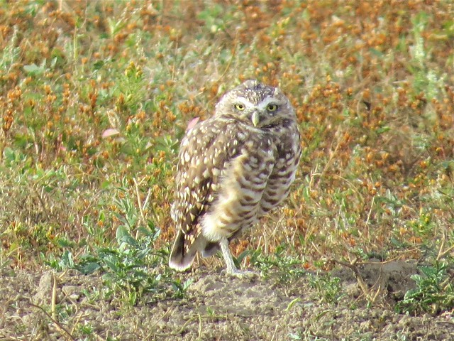 Burrowing Owl in The Badlands National Park in South Dakota 02