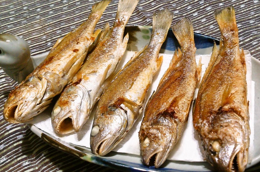 臺灣好吃魚排行第十名的春子魚，其美味已逐漸被現代人所遺忘，自然也沒人在乎牠們現在過得好不好。圖片來源：白尚儒。