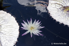 Nymphaea Avalanche