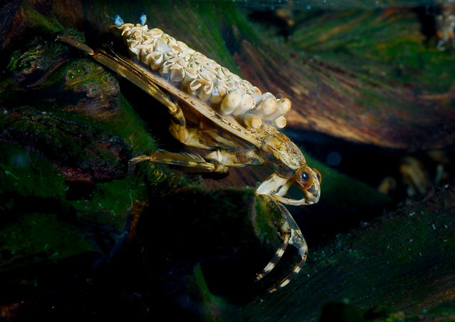 Image of a male Giant Water Bug swimming with eggs on back