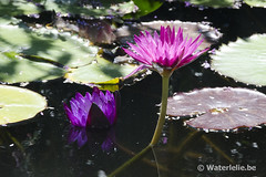 Waterlelies @ San Juan Capistrano
