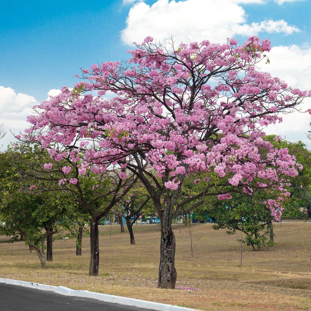 Tabebuia rosea | Tabebuia rosea (Bertol.) Bertero ex A.DC. B… | Flickr