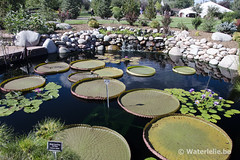 Victoria pond @ Hudson Gardens